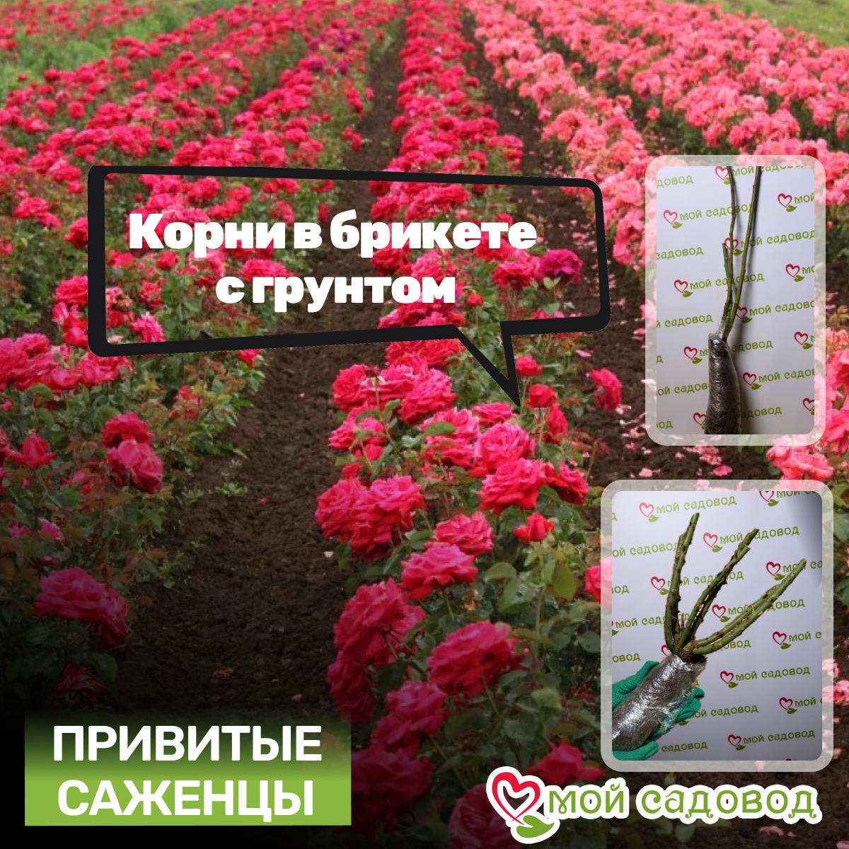 Роза флорибунда Маскарад